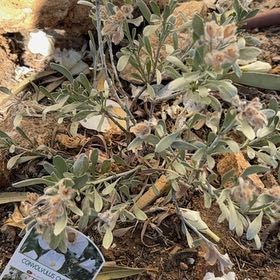 Photo of the plant species Convolvulus cneorum by @HardySilktree named Silverbush on Greg, the plant care app
