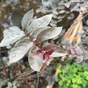 Photo of the plant species Black Diamond Mystic Magenta Crape Myrtle by @MotherLettuce named Aria on Greg, the plant care app