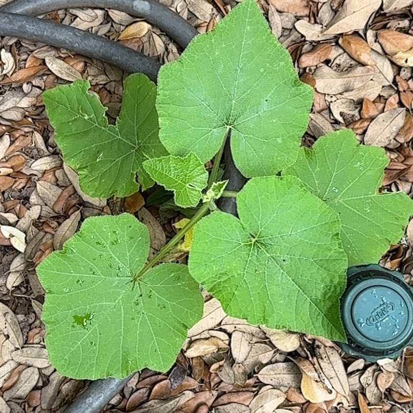 Young Butternut Pumpkin plant with broad, green leaves in a bed of dry leaves.