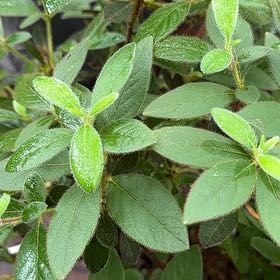 Photo of the plant species Encore Autumn Embers Azalea by @MotherLettuce named Aristotle on Greg, the plant care app