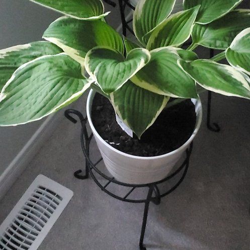 Photo of the plant species Francee Hosta by @DreamyKurrajong named Kash Hosta on Greg, the plant care app