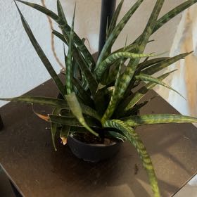 Photo of the plant species Sansaveria fernwood by @DirectorMendoza named Hamilton on Greg, the plant care app