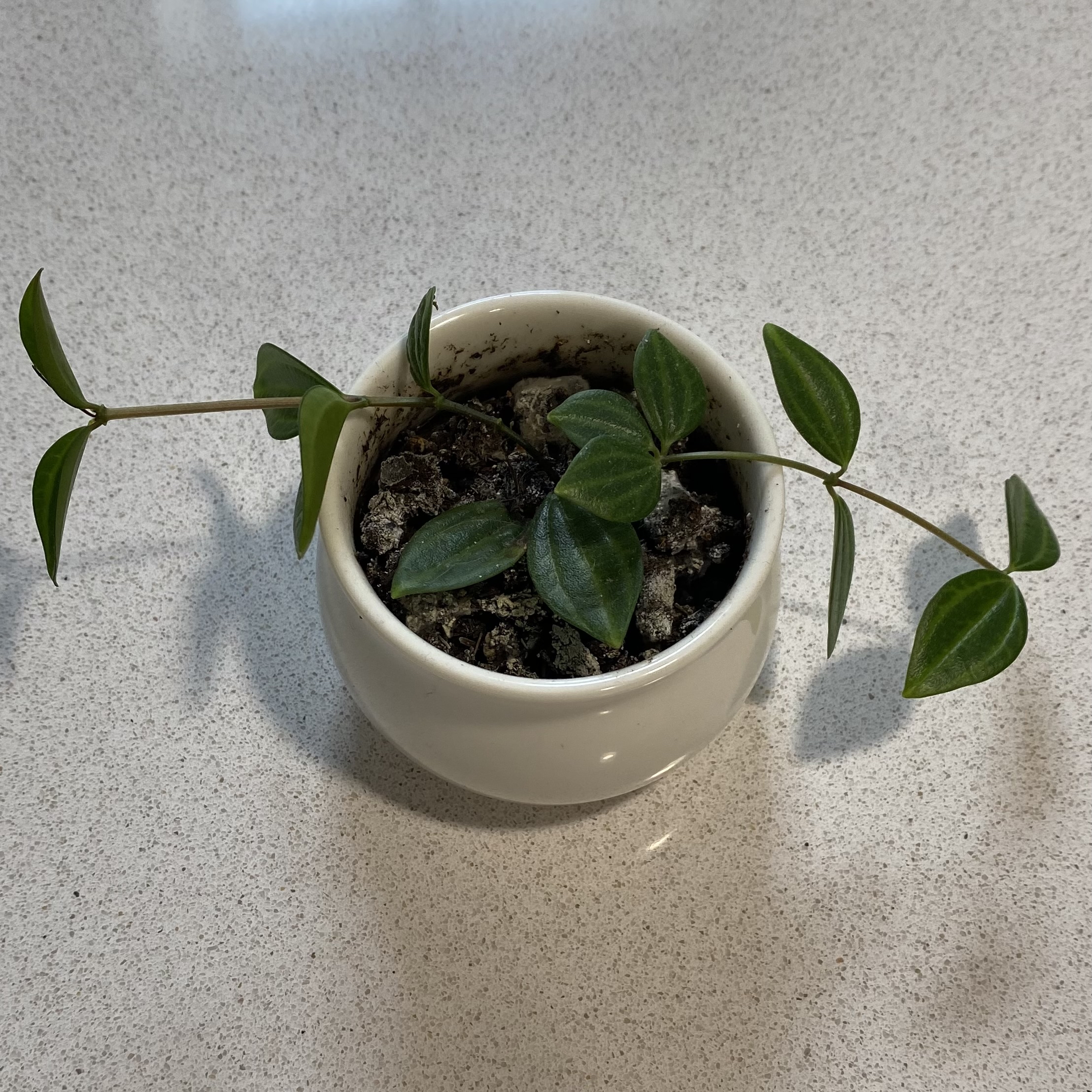 Potted Rana Verde Peperomia plant with green leaves and visible soil.