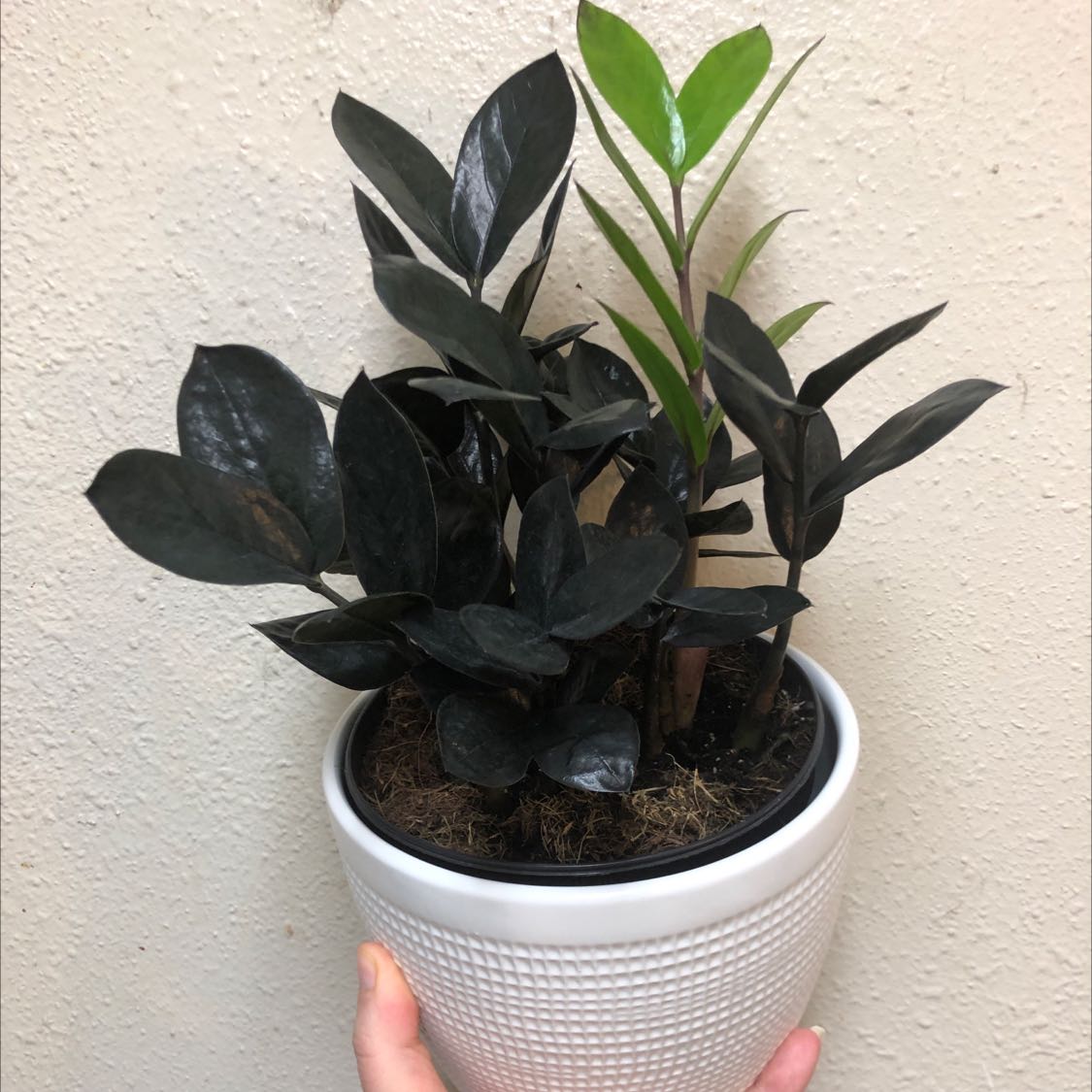 Raven ZZ Plant in a white pot with dark glossy leaves and a single green shoot.