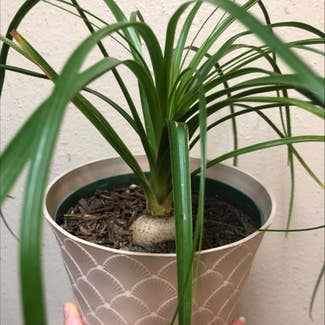Ponytail Palm plant in Columbus, Texas