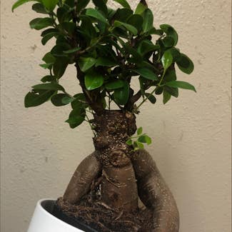 Ficus Ginseng plant in Columbus, Texas