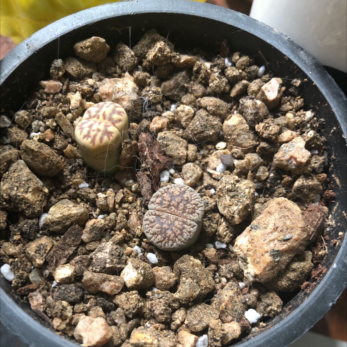 Potted Lithops bromfieldii plant with two visible specimens in coarse soil.
