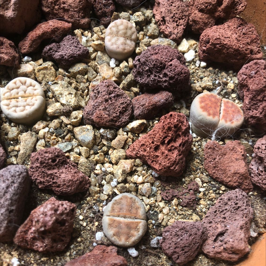 Best Potting Soil Mix for Lithops bromfieldii 🪨