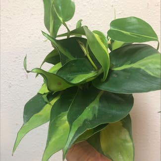 Philodendron Brasil plant in Columbus, Texas