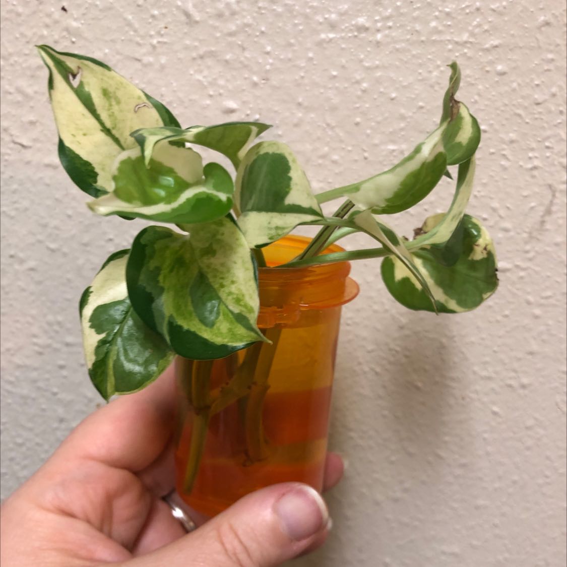 Pearls and Jade Pothos plant with variegated leaves in an orange container, held by a hand.