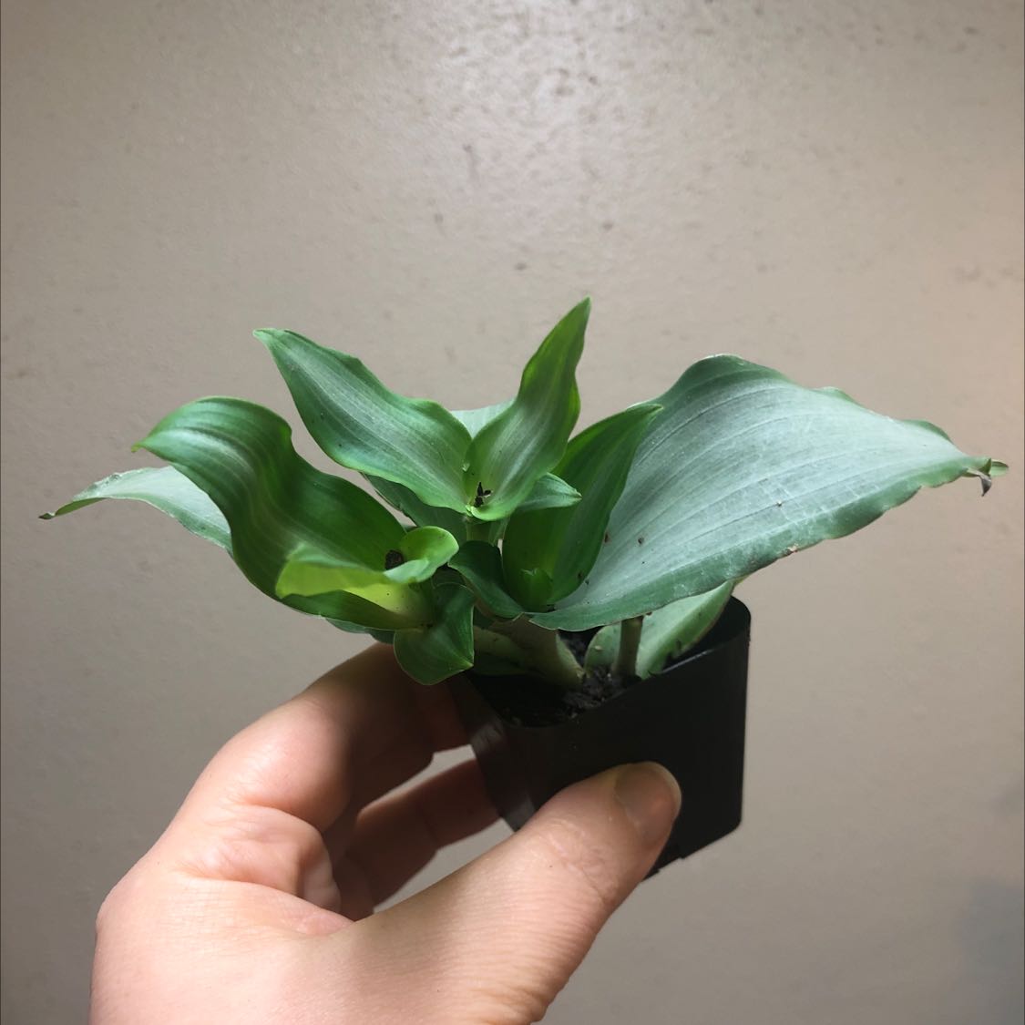 A healthy Basket Plant with broad green leaves held by a hand in a small pot.