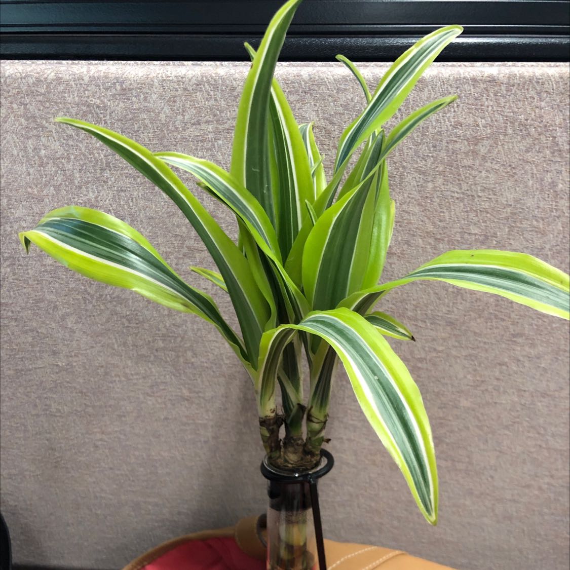 Dracaena 'Lemon Lime' plant with vibrant green and yellow-striped leaves in a vase.