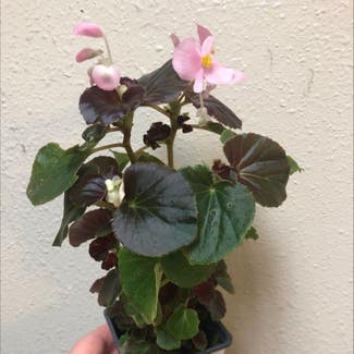 Clubed Begonia plant in Columbus, Texas