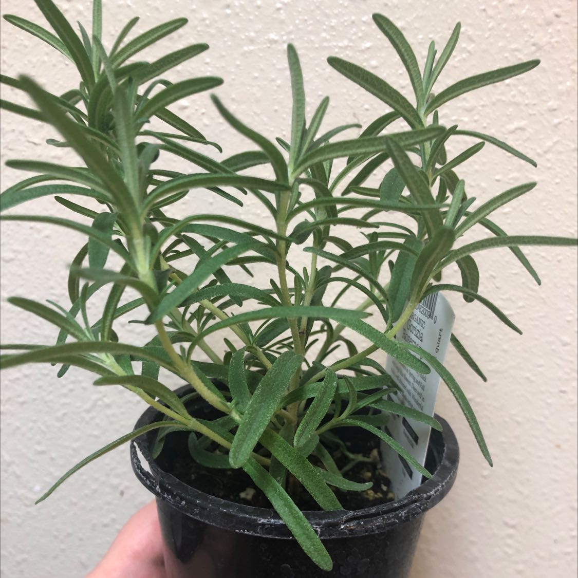Potted rosemary plant with healthy green leaves, held by a hand.