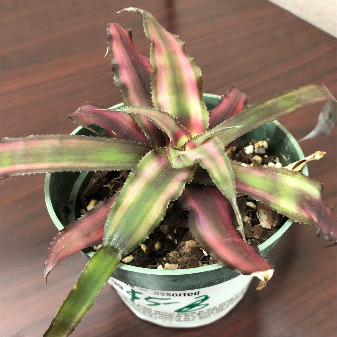 Potted Earth Stars plant with colorful leaves, in good health.