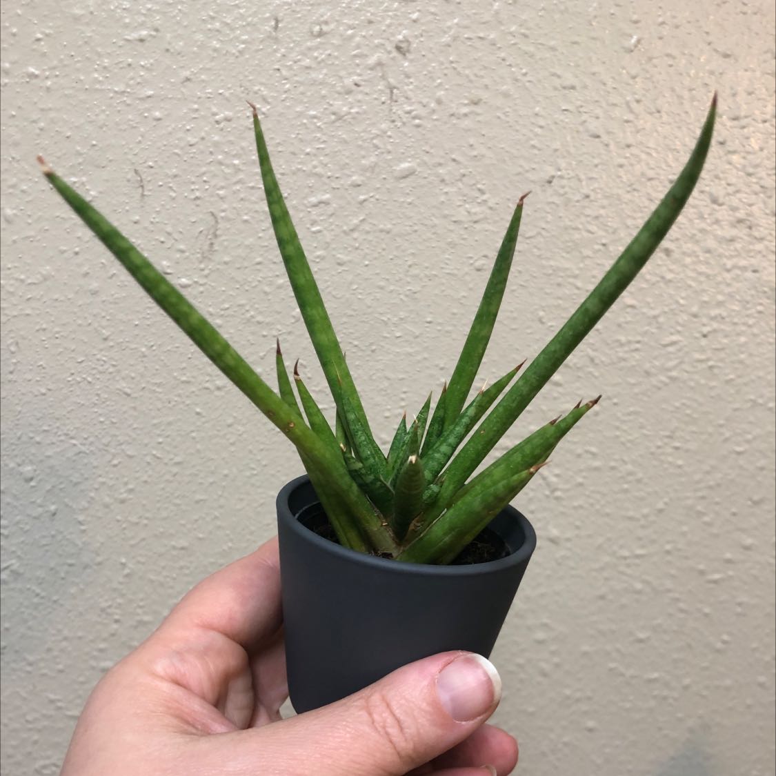 Sansevieria francisii plant in a small pot held by a hand, with green upright leaves.