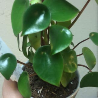 Chinese Money Plant plant in Columbus, Texas