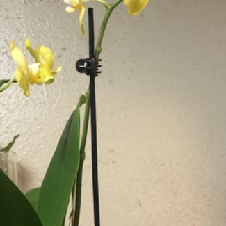Phalaenopsis Orchid plant in Columbus, Texas