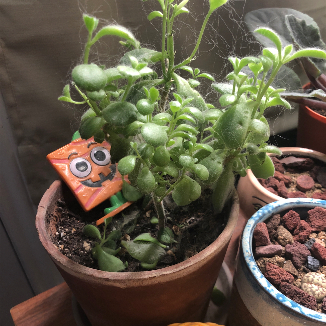 Bear's Paw plant in a terracotta pot with visible soil and multiple plants in the background.