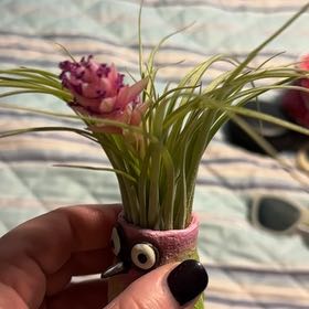 Photo of the plant species West Indian Tufted Airplant by @PeakCostmary named Sonora on Greg, the plant care app