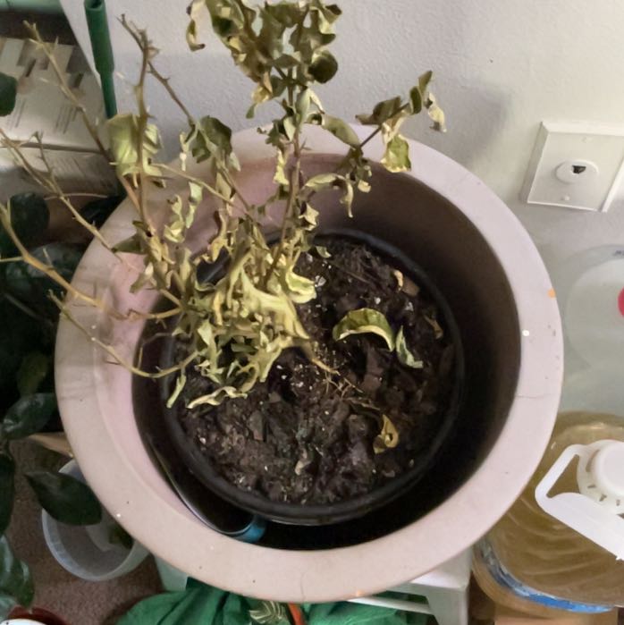 Photo of the plant species Lemon Tree by @StoneyBabe named Shakira on Greg, the plant care app
