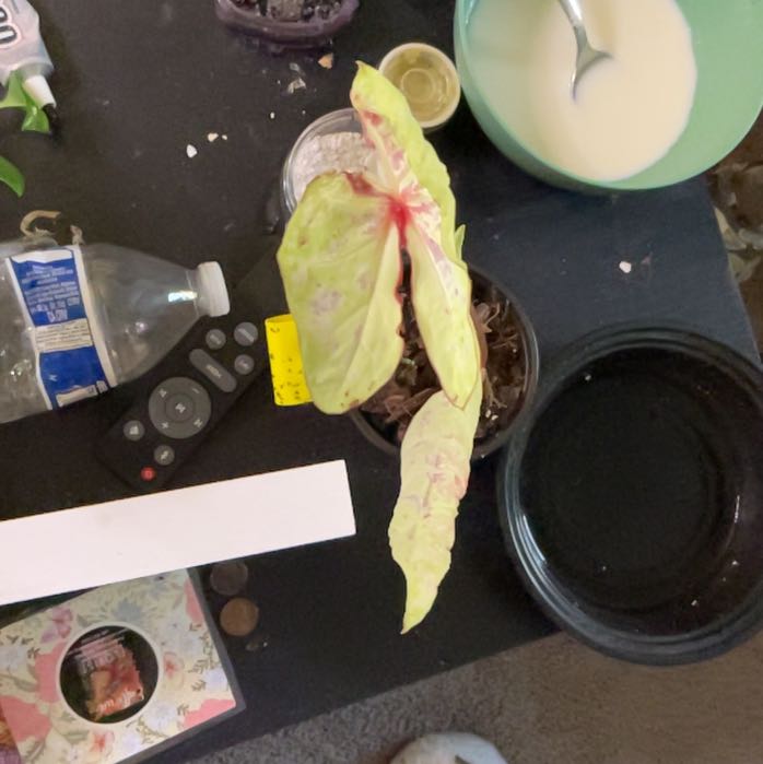 Photo of the plant species Caladium 'Seafoam Pink' by @StoneyBabe named Elle on Greg, the plant care app
