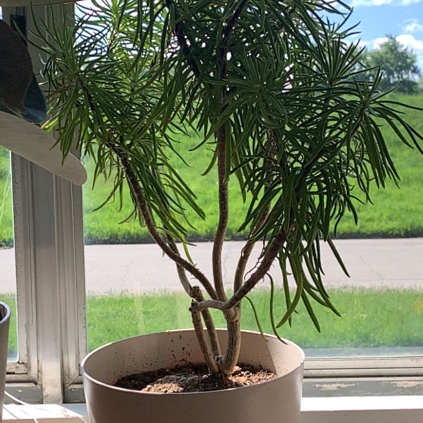 Captain Plant-it
