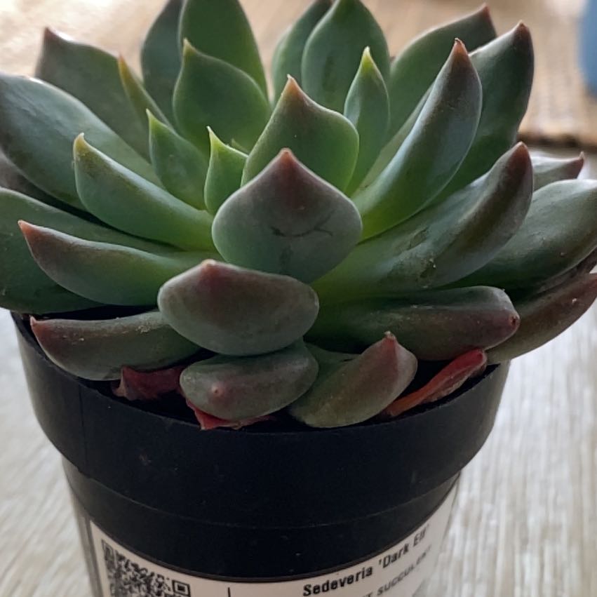 Sedeveria 'Dark Elf' succulent in a black pot with green leaves and reddish tips.