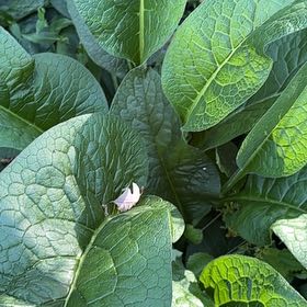 Photo of the plant species Common Comfrey by @HighAtlanticivy named Dax on Greg, the plant care app