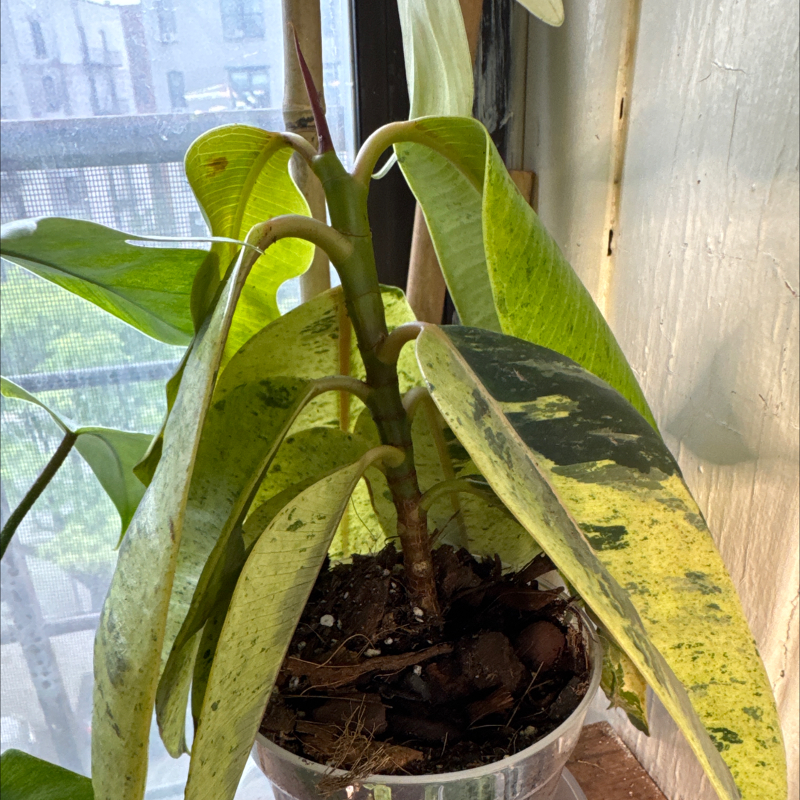 Photo of the plant species Ficus shivereana 'Moonshine' Variegated by @ChosenProlifica named Demi on Greg, the plant care app