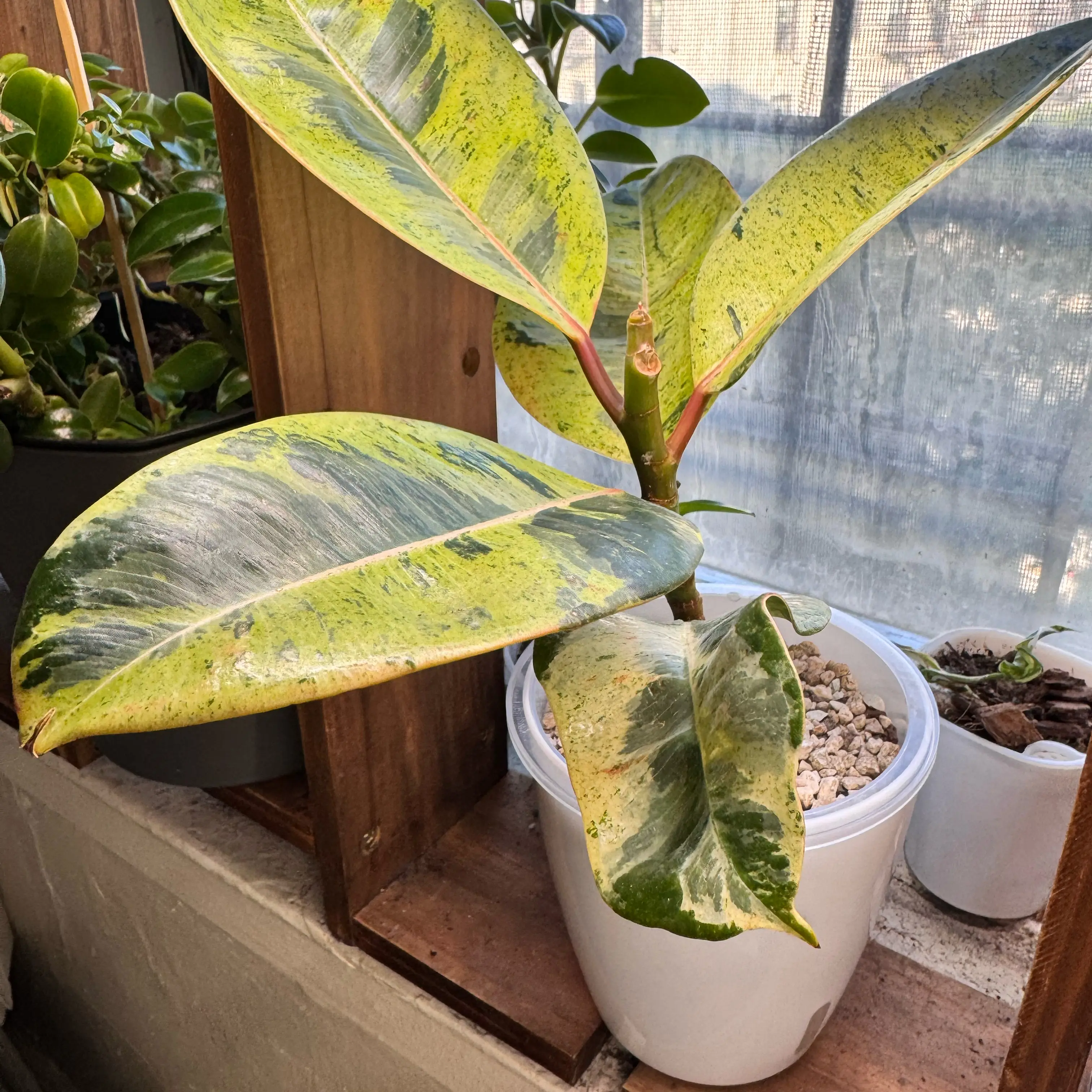 Photo of the plant species Ficus shivereana 'Moonshine' Variegated by @ChosenProlifica named Demi on Greg, the plant care app