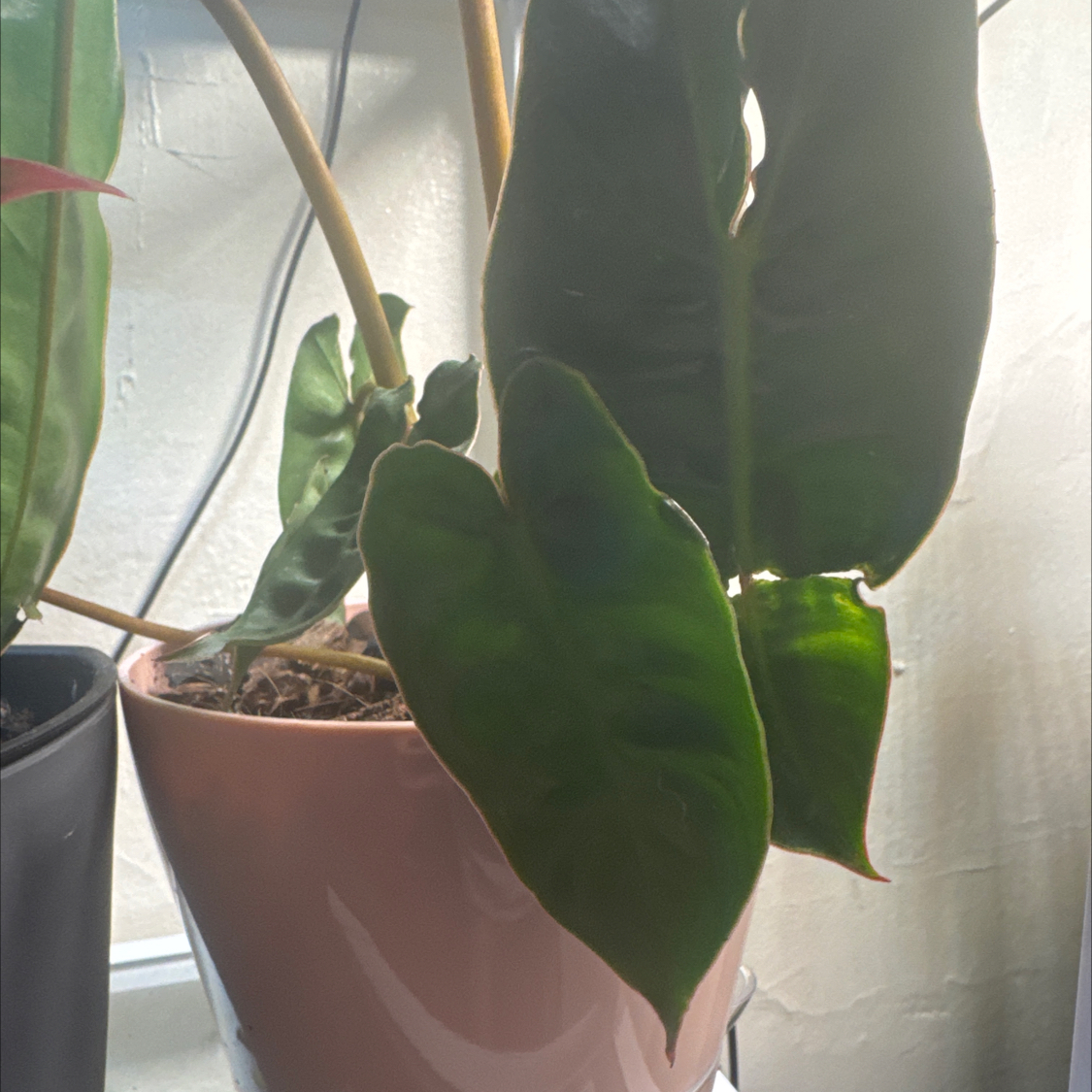 Photo of the plant species Philodendron 'Black Billietae' by @ChosenProlifica named Madonna on Greg, the plant care app