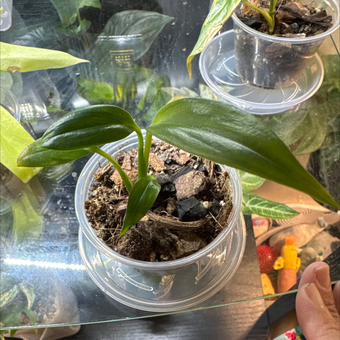 Photo of the plant species Pothos amplifolia by @ChosenProlifica named Aria on Greg, the plant care app