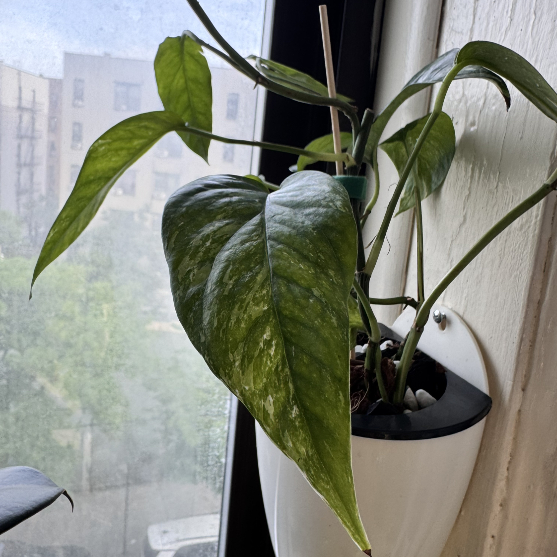 Photo of the plant species Epipremnum pinnatum 'Albo' by @ChosenProlifica named Lebron on Greg, the plant care app