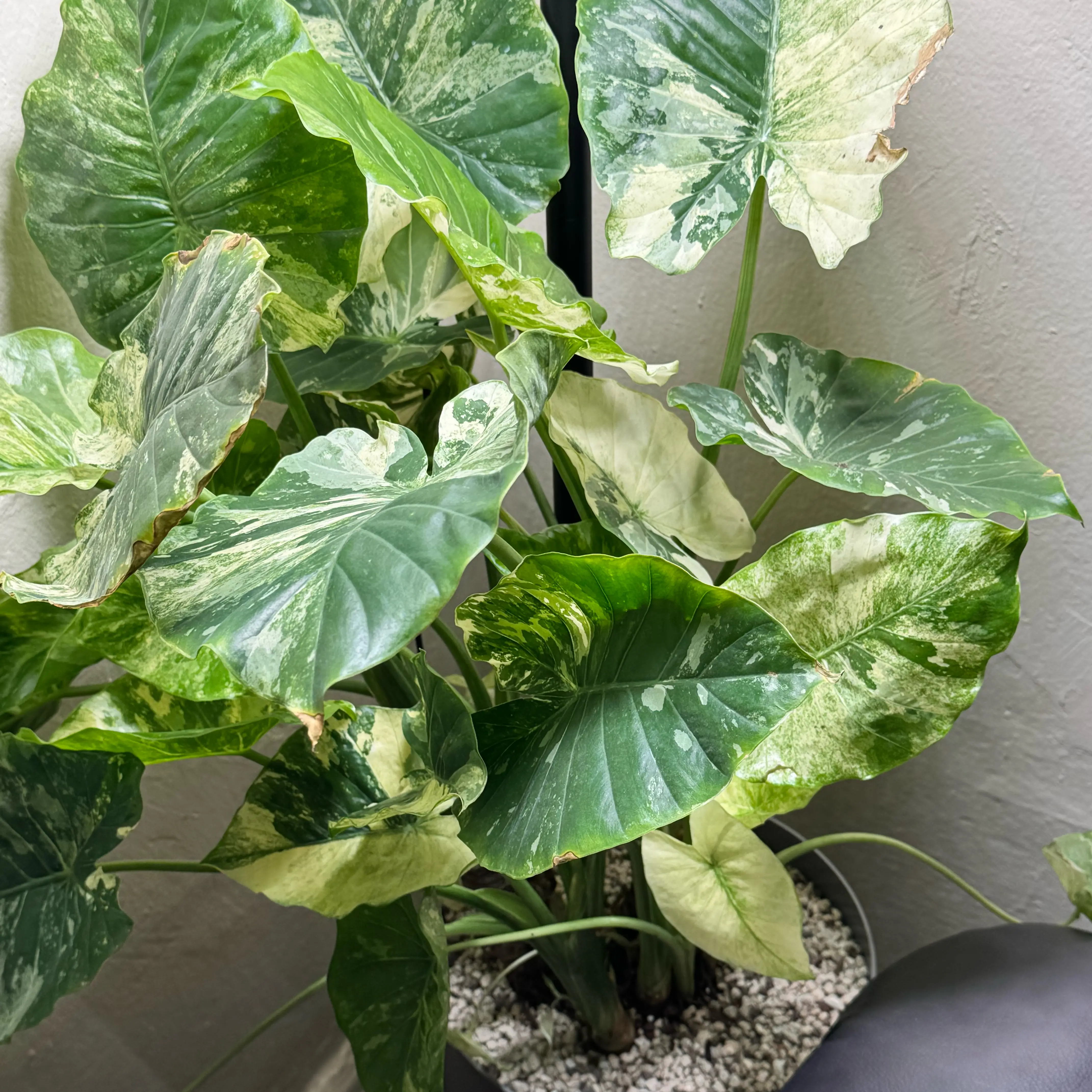 Photo of the plant species Alocasia Dawn Variegated by @ChosenProlifica named Terra on Greg, the plant care app