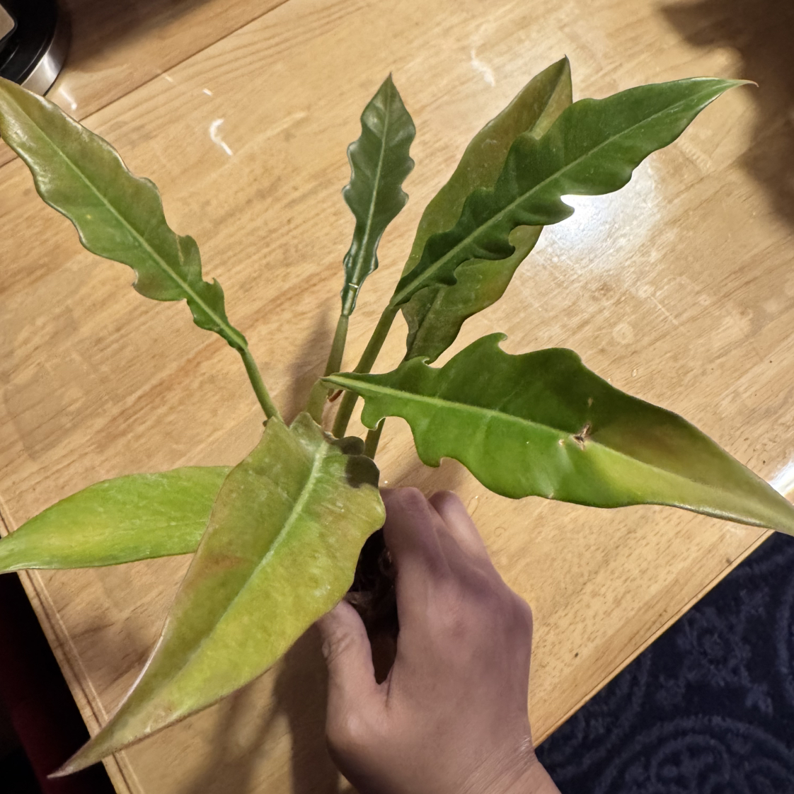 Photo of the plant species Tiger Tooth Philodendron by @ChosenProlifica named Jungle boogie on Greg, the plant care app