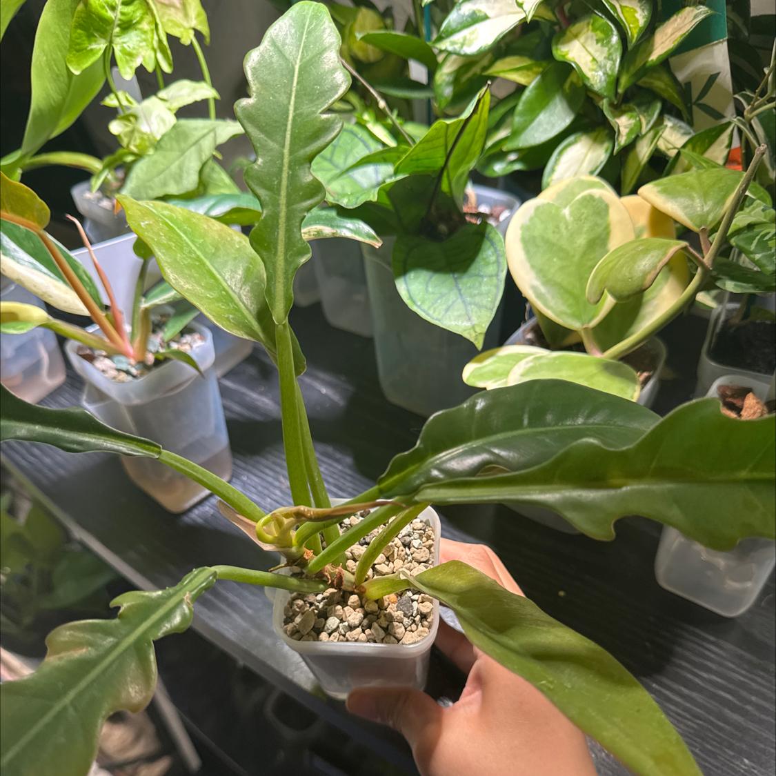 Photo of the plant species Tiger Tooth Philodendron by @ChosenProlifica named Jungle boogie on Greg, the plant care app