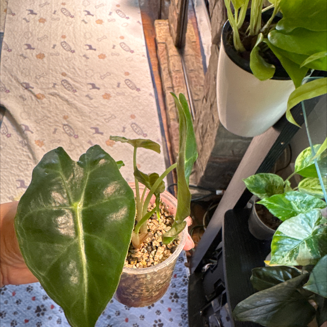 Photo of the plant species Alocasia 'Venom' by @ChosenProlifica named Kyliegggg on Greg, the plant care app