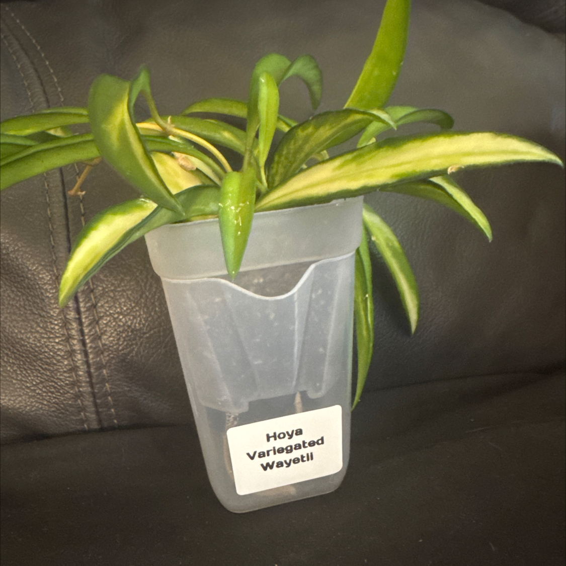 Photo of the plant species variegated hoya wayetii by @ChosenProlifica named Delilah on Greg, the plant care app