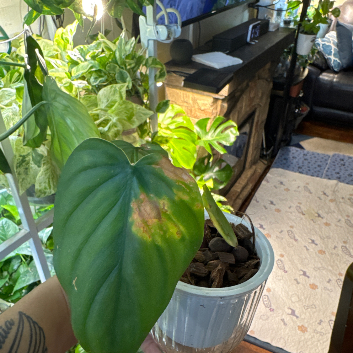 Photo of the plant species Philodendron Fuzzy Petiole by @ChosenProlifica named Osmo on Greg, the plant care app