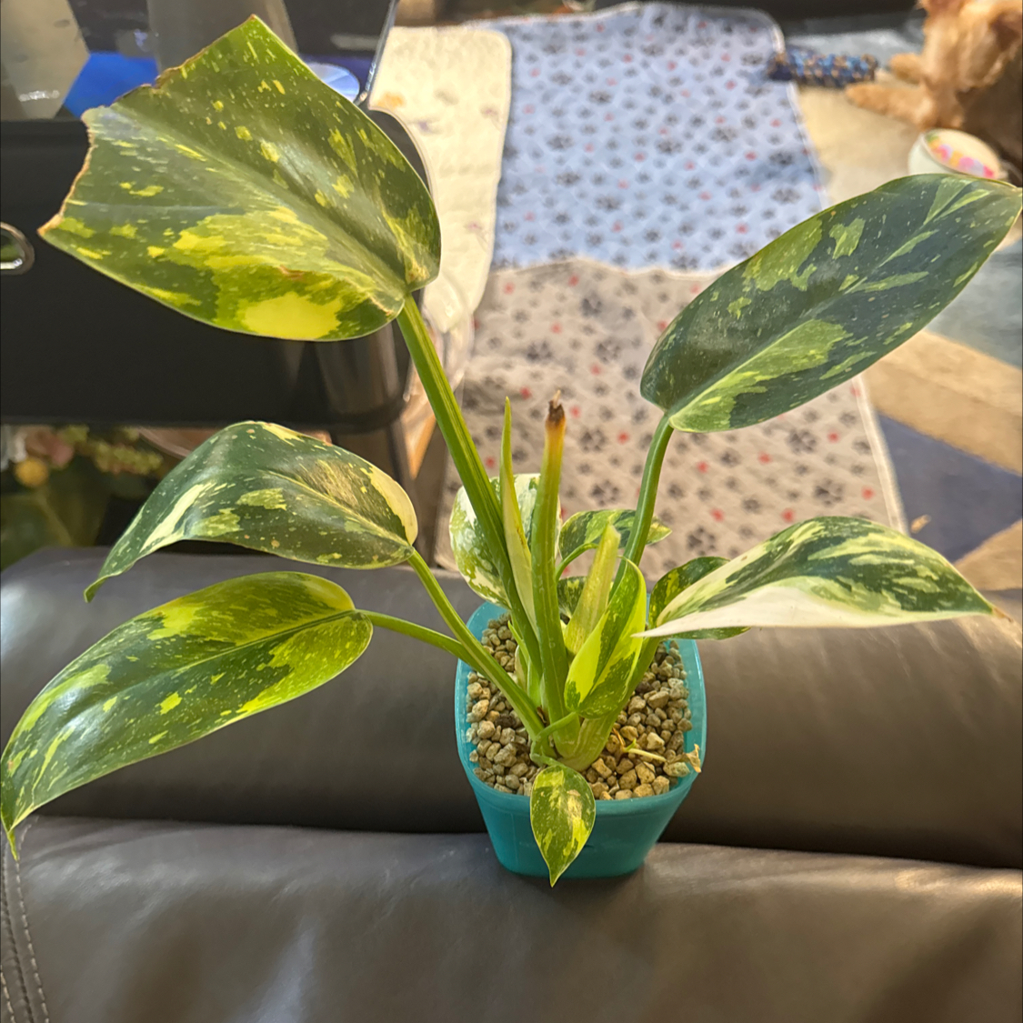 Photo of the plant species Philo Green Congo Nuclear by @ChosenProlifica named Bella on Greg, the plant care app