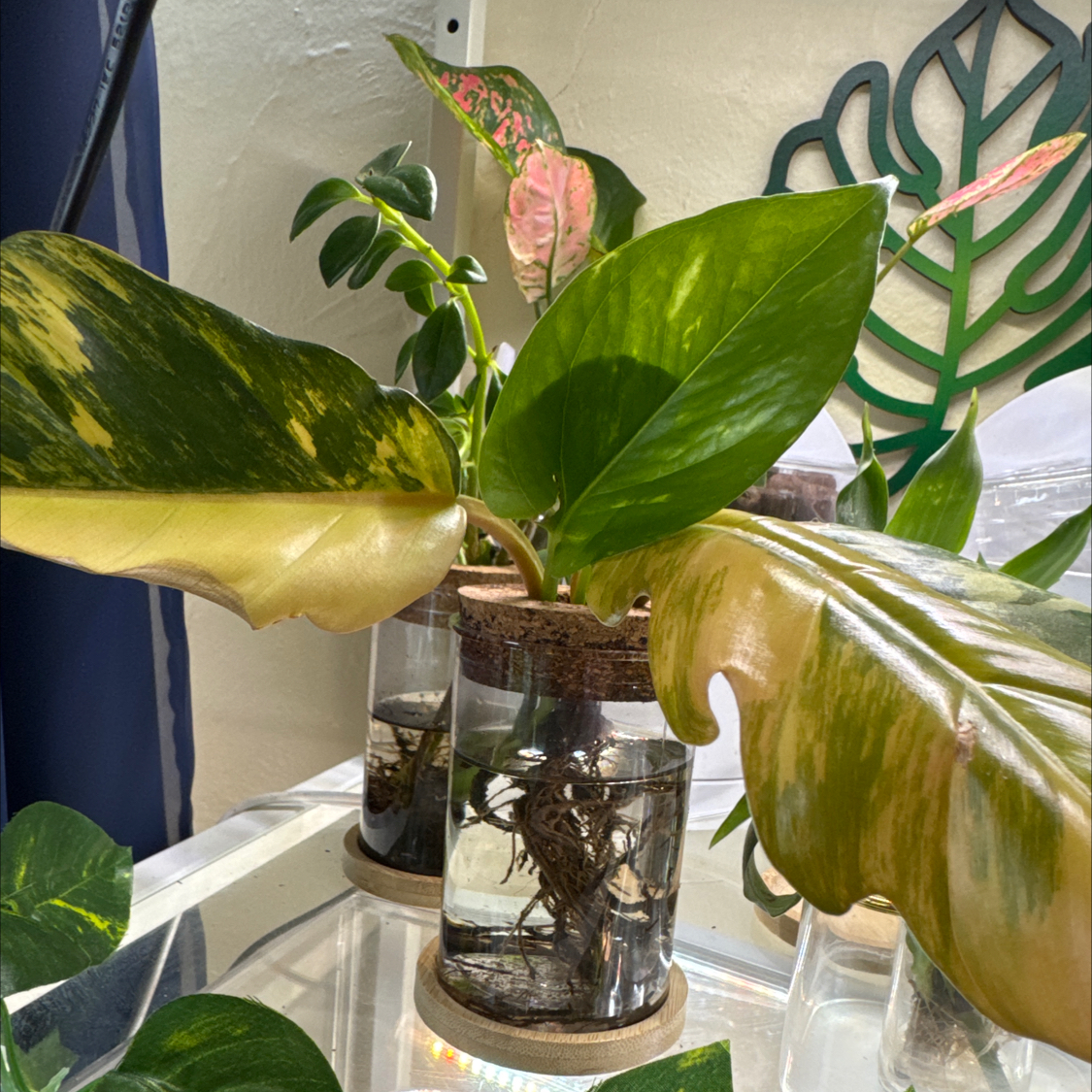 Photo of the plant species Carmel Marble Philodendron by @ChosenProlifica named Rihanna on Greg, the plant care app