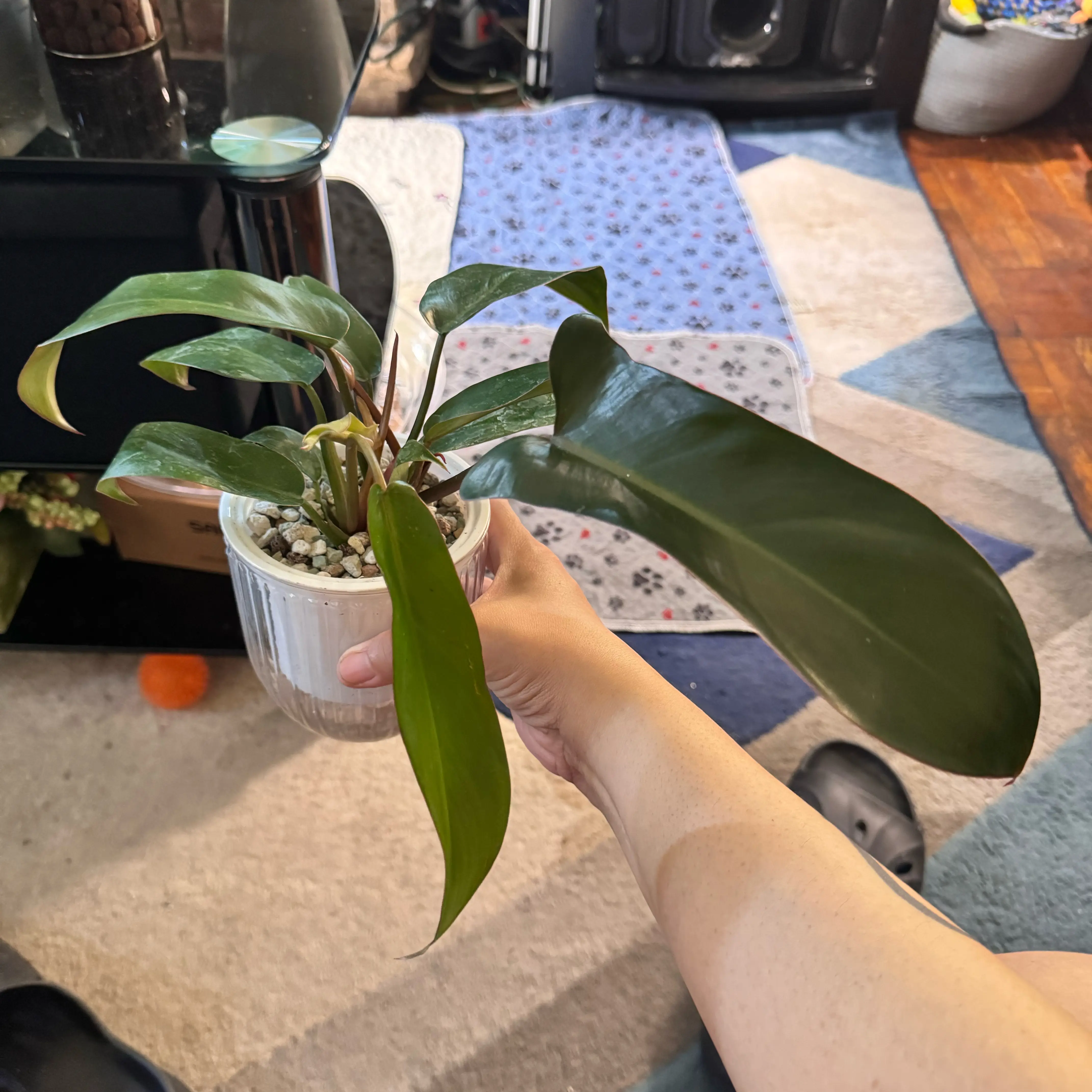 Photo of the plant species Philodendron 'Florida Bronze' by @ChosenProlifica named Gregarious on Greg, the plant care app