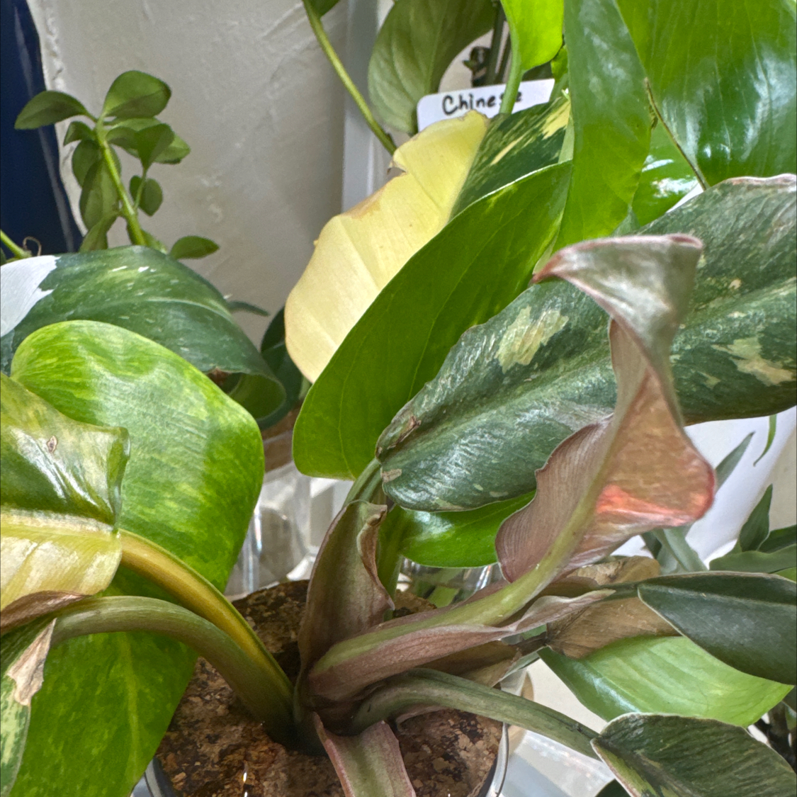 Photo of the plant species Caramel Marble Philodendron by @ChosenProlifica named Caramel marble heatwave on Greg, the plant care app