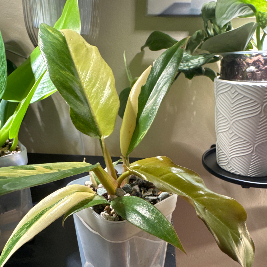 Photo of the plant species Carmel Marble Philodendron by @ChosenProlifica named Leonardo on Greg, the plant care app
