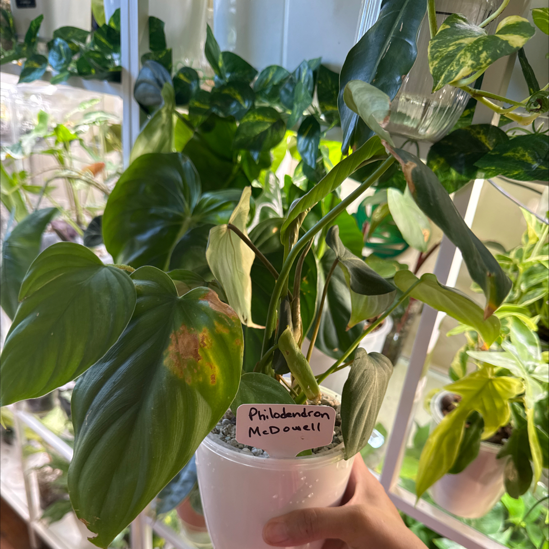 Photo of the plant species Philodendron 69686 by @ChosenProlifica named McDowell on Greg, the plant care app