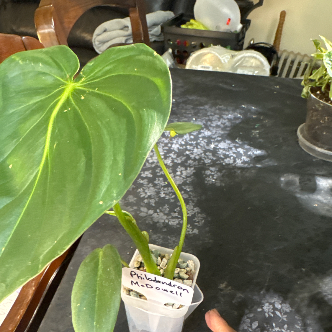 Photo of the plant species Philodendron 69686 by @ChosenProlifica named McDowell on Greg, the plant care app