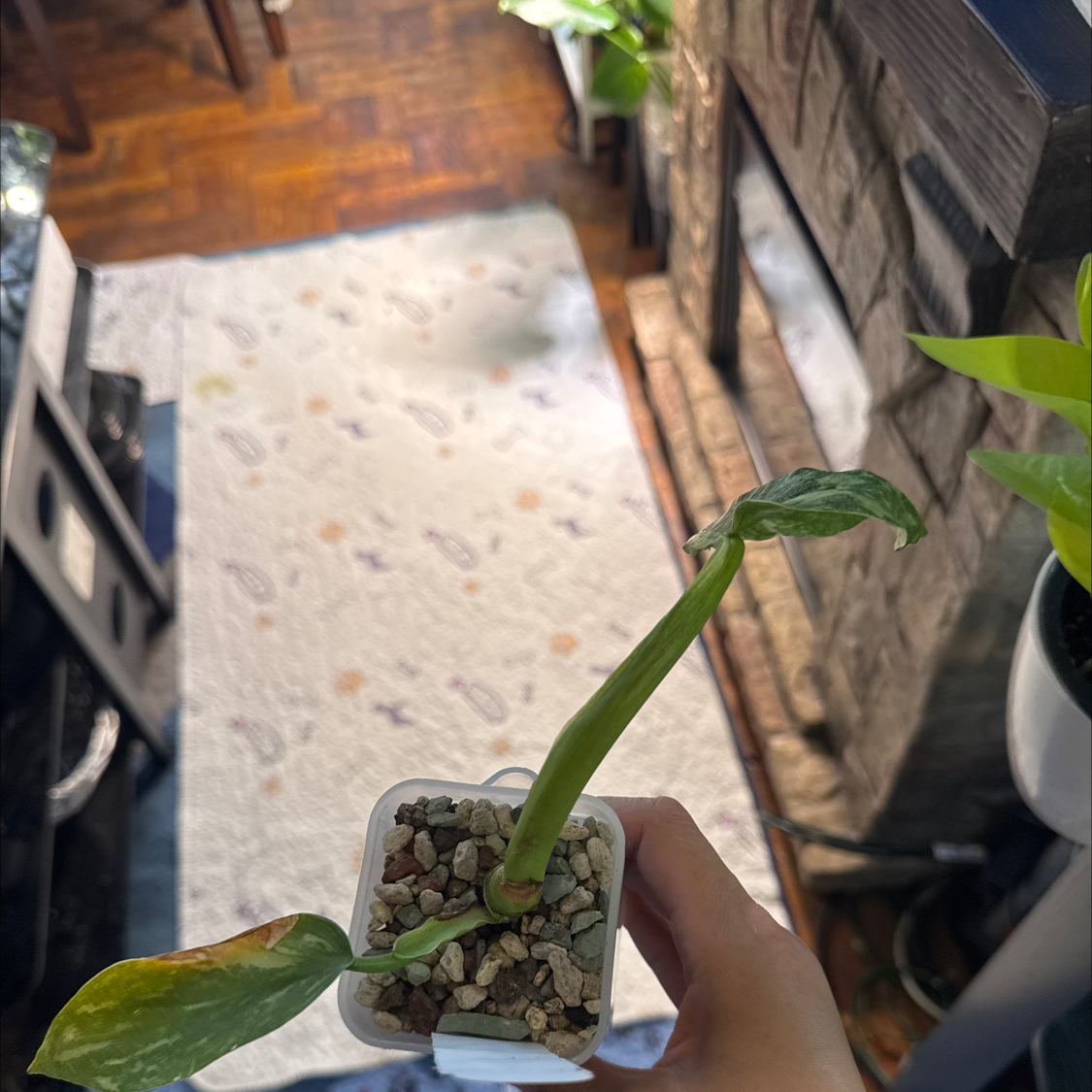 Photo of the plant species Philodendron 'Jose Buono' by @ChosenProlifica named Tolkien on Greg, the plant care app