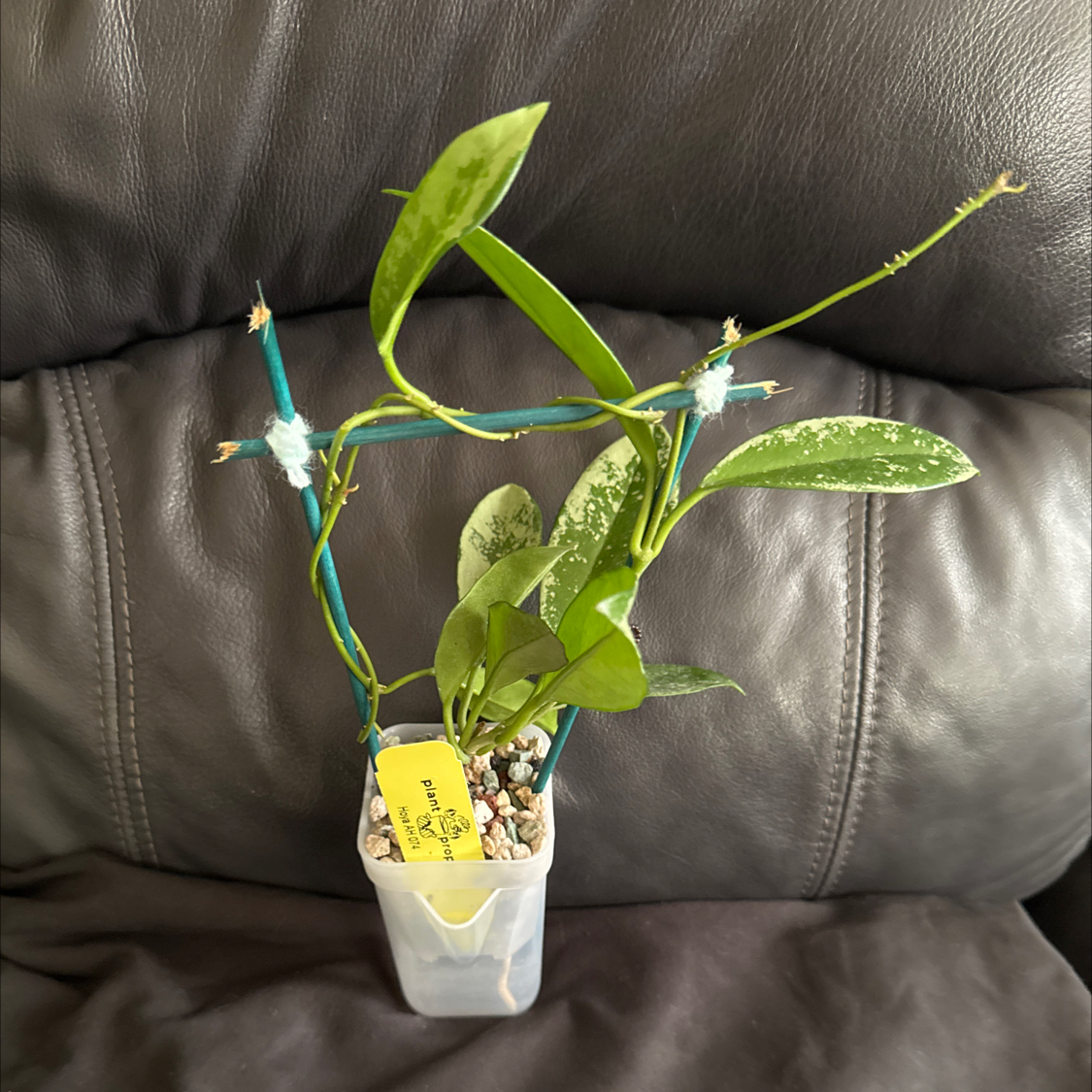 Photo of the plant species Hoya AH-074 by @ChosenProlifica named Shakira on Greg, the plant care app