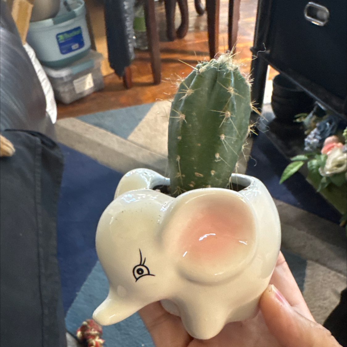 Photo of the plant species Pilosocereus azureus by @ChosenProlifica named Huckleberry Fern on Greg, the plant care app